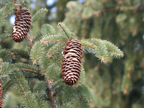 Picea abies