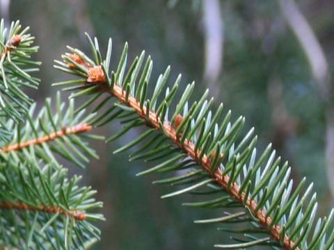 Picea abies