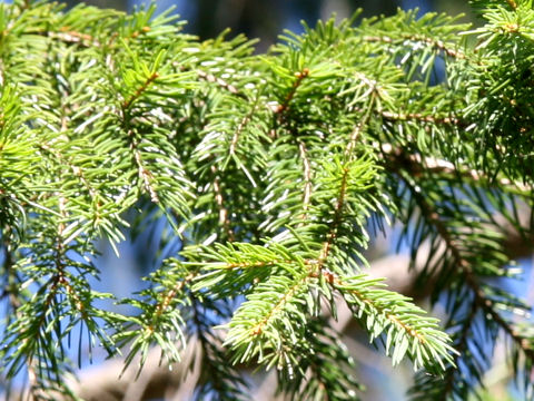 Picea abies