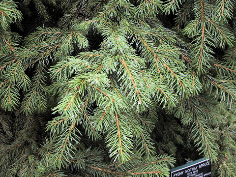 Picea abies cv. Pygmaea