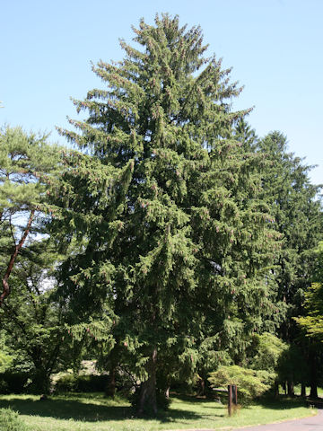 Picea abies