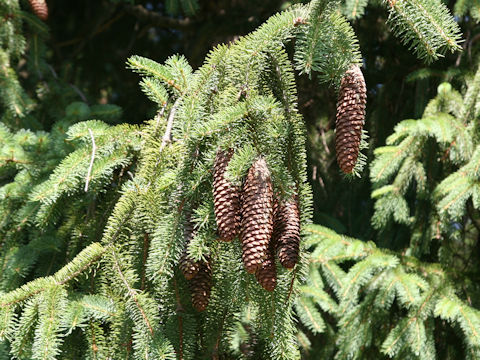 Picea abies