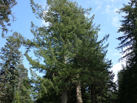 Picea abies