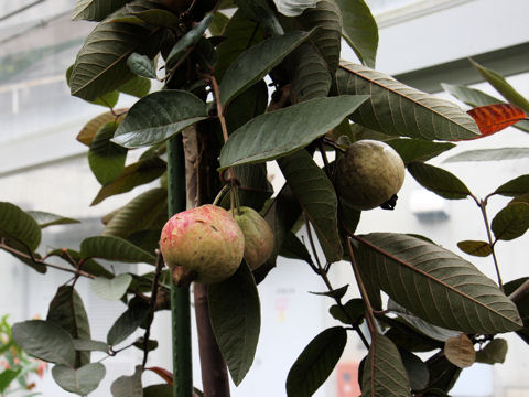 Psidium guajava cv. Malaysian Red