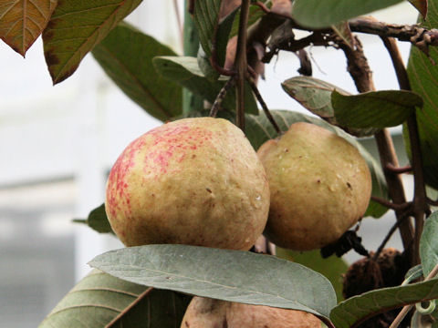 Psidium guajava cv. Malaysian Red