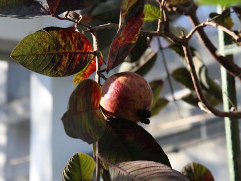 Psidium guajava cv. Malaysian Red