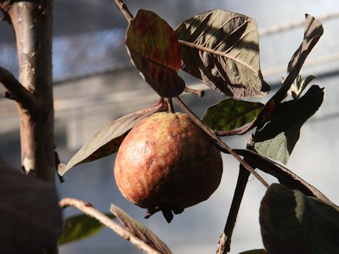 Psidium guajava cv. Malaysian Red