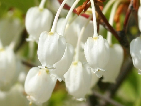 Enkianthus perulatus