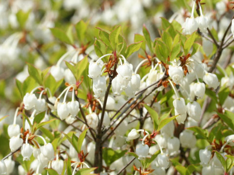 ドウダンツツジ Enkianthus Perulatus