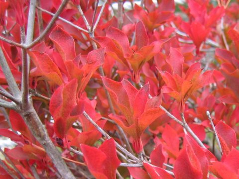 Enkianthus perulatus