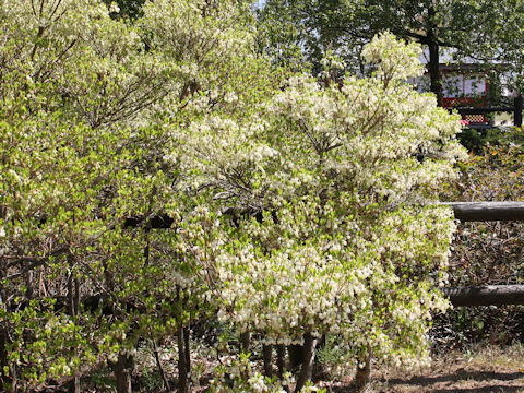 Enkianthus perulatus