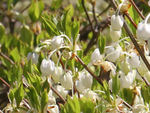 Enkianthus perulatus