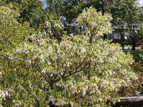 Enkianthus perulatus