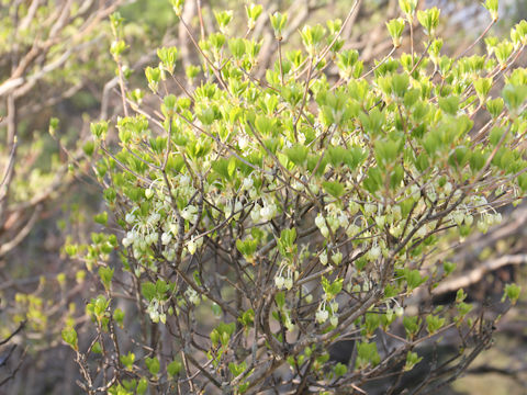 Enkianthus perulatus