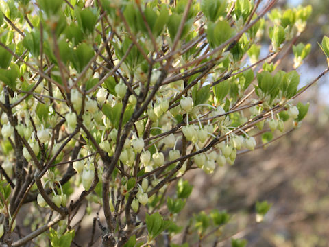 Enkianthus perulatus