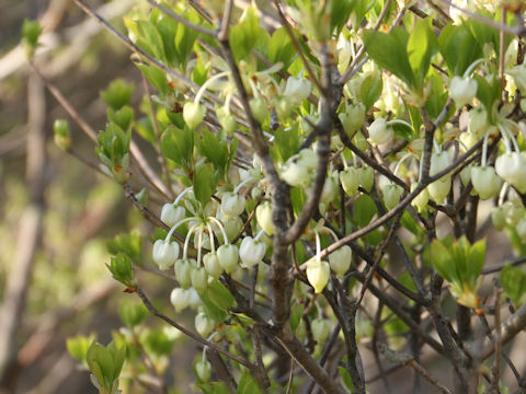 Enkianthus perulatus