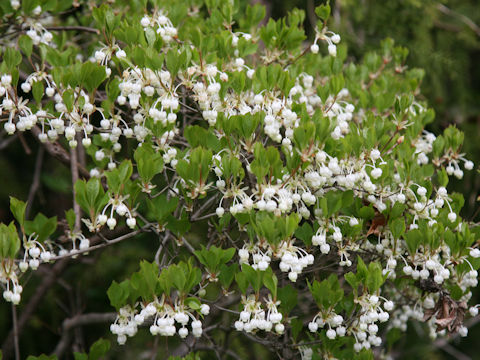 Enkianthus perulatus