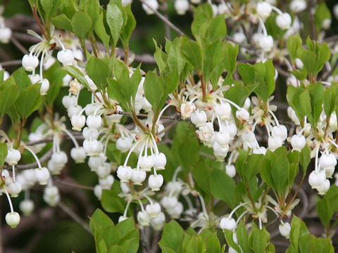 Enkianthus perulatus