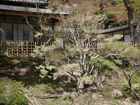 Enkianthus perulatus