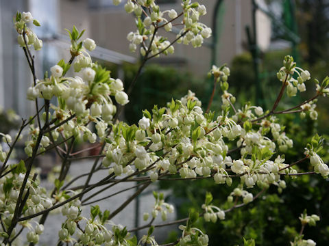 Enkianthus perulatus