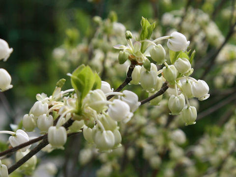 Enkianthus perulatus