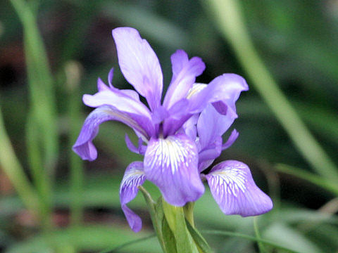 Iris douglasiana