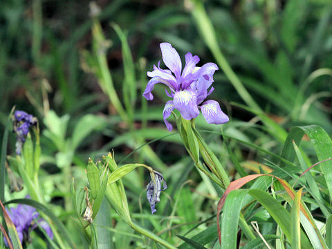 Iris douglasiana