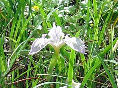 Iris douglasiana