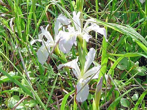 Iris douglasiana