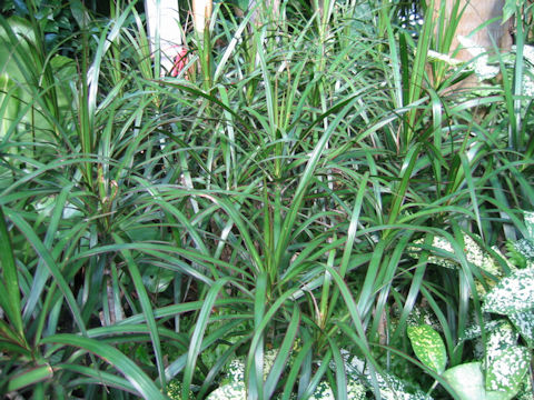 Dracaena concinna