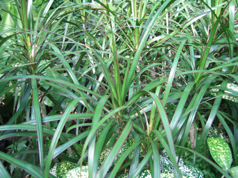 Dracaena concinna