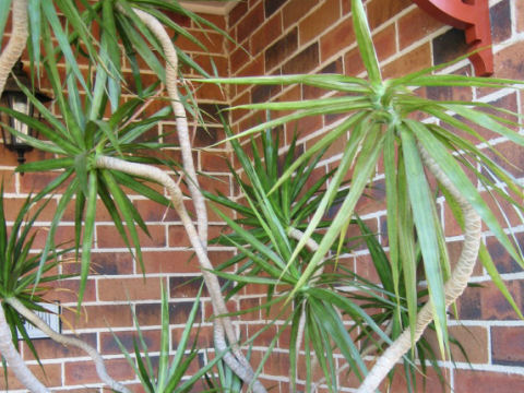 Dracaena concinna