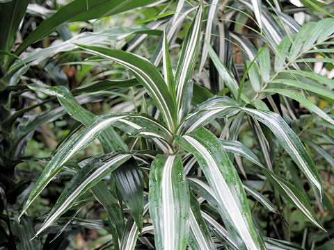 Dracaena deremensis cv. Warneckii