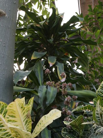 Dracaena fragrans