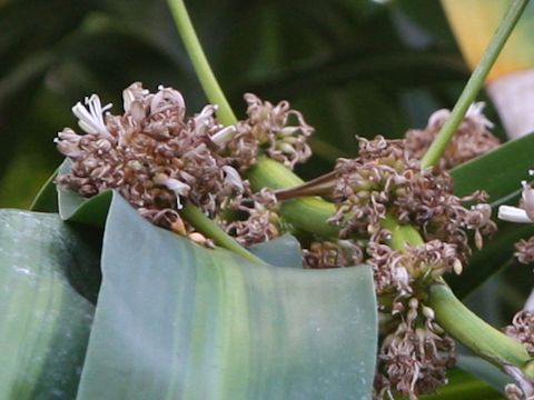 Dracaena fragrans