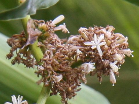 Dracaena fragrans