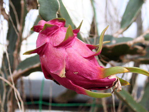 Hylocereus undatus