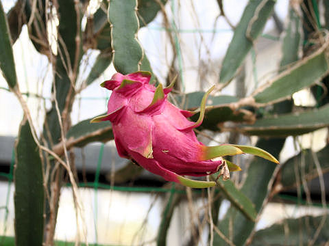 Hylocereus undatus