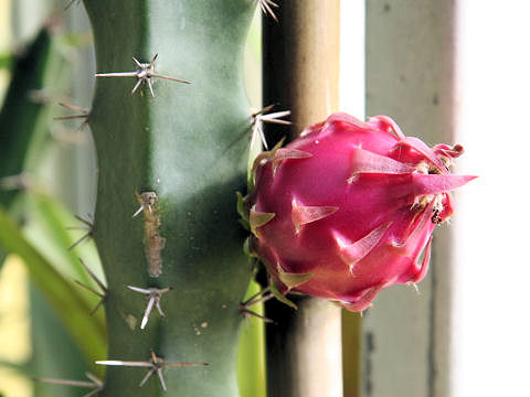 Hylocereus undatus