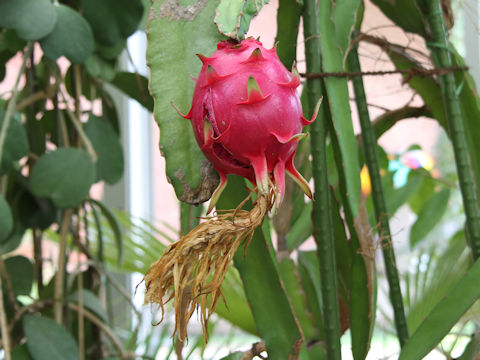 Hylocereus undatus