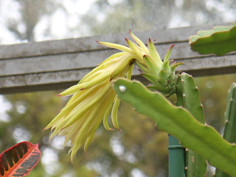 Hylocereus undatus