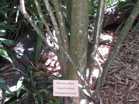 Dracaena reflexa