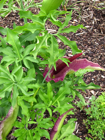 Dracunculus vulgaris