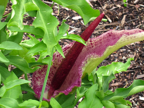 Dracunculus vulgaris