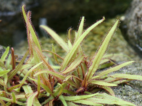 Drosera adelae