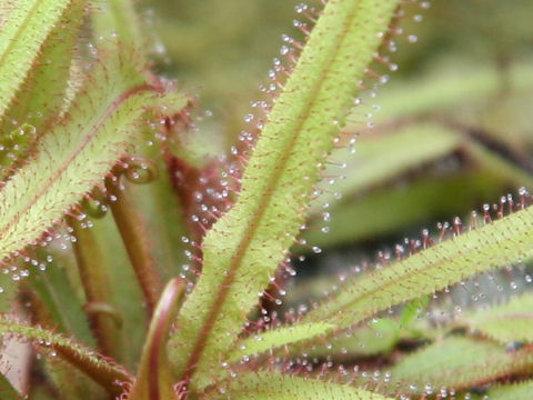 Drosera adelae