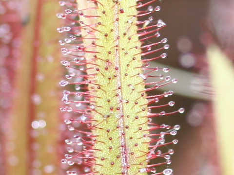 Drosera adelae