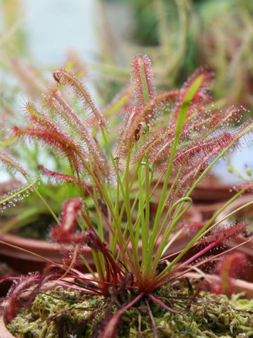 Drosera capensis