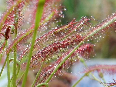 Drosera capensis