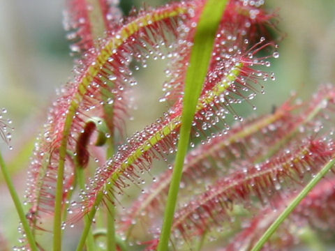 Drosera capensis